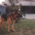 alf-05