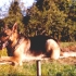 alf-07