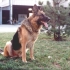 alf-12