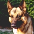 alf-13