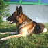 alf-15