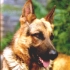 alf-17