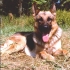 alf-18