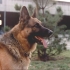 alf-19