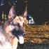 alf-20