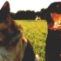 alf-et-cory