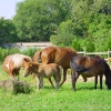 cheval-1
