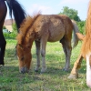 cheval-2