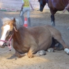 cheval-3