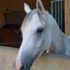 cheval-5