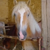 cheval-6