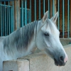 cheval-7