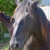 cheval-8