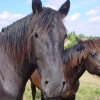 cheval-9
