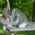 chatte02